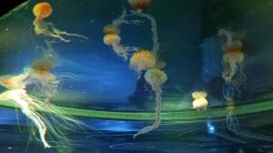 Jellyfish at Sea Life Busan Aquarium.
